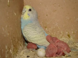 mom bird with chicks
