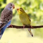 Canary vs Budgie