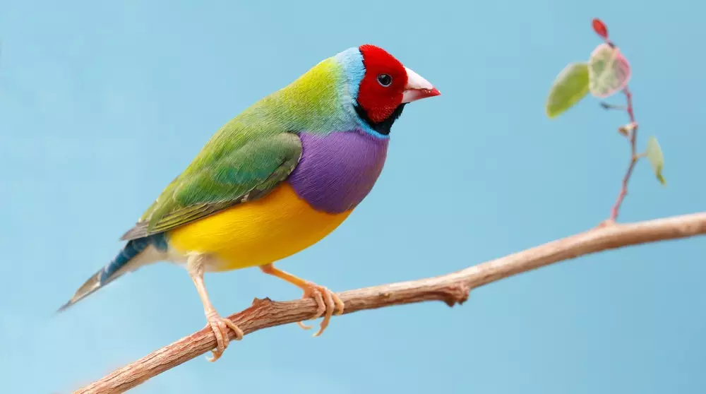 multi colored Gouldian finch