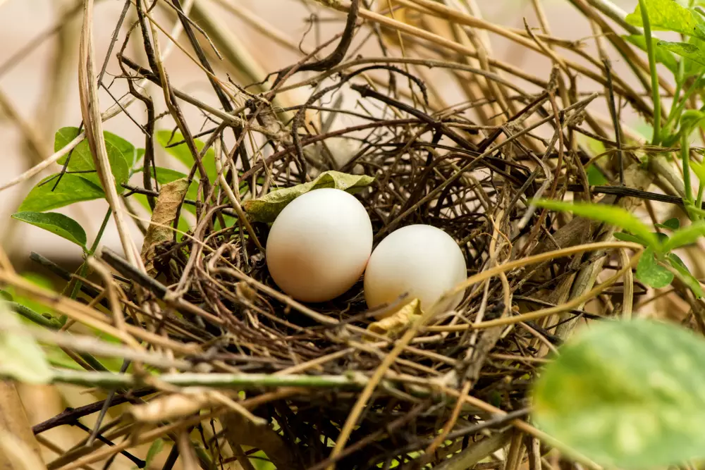 nest and eggs.(Dove)