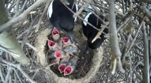 nest of the Magpie