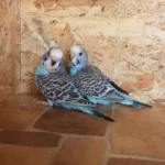 old budgies