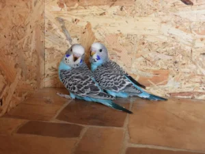 old budgies