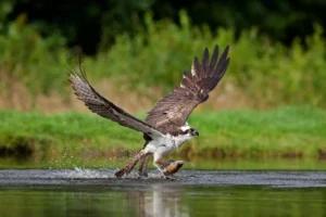 osprey, Pandion haliaetus