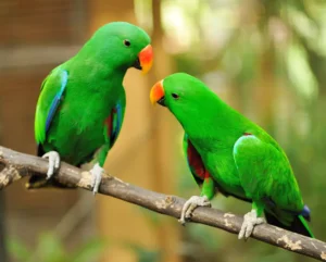 Couple of green eclectus parrots