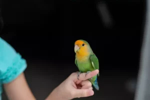Lovebird perched on a finger