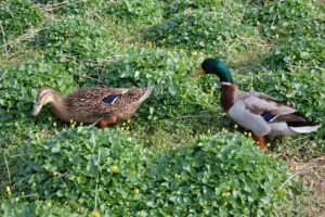 pair of mallard ducks