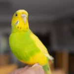 Budgie sitting on a finger