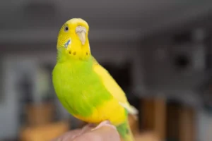 parakeet sitting on a finger