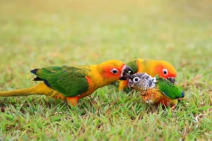 parrot birds' parent taking care of a baby