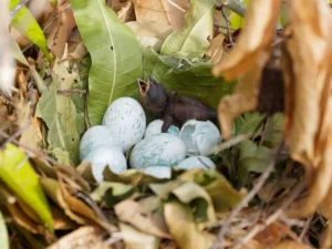 parrot chick