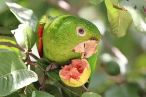 parrot is eating fruit