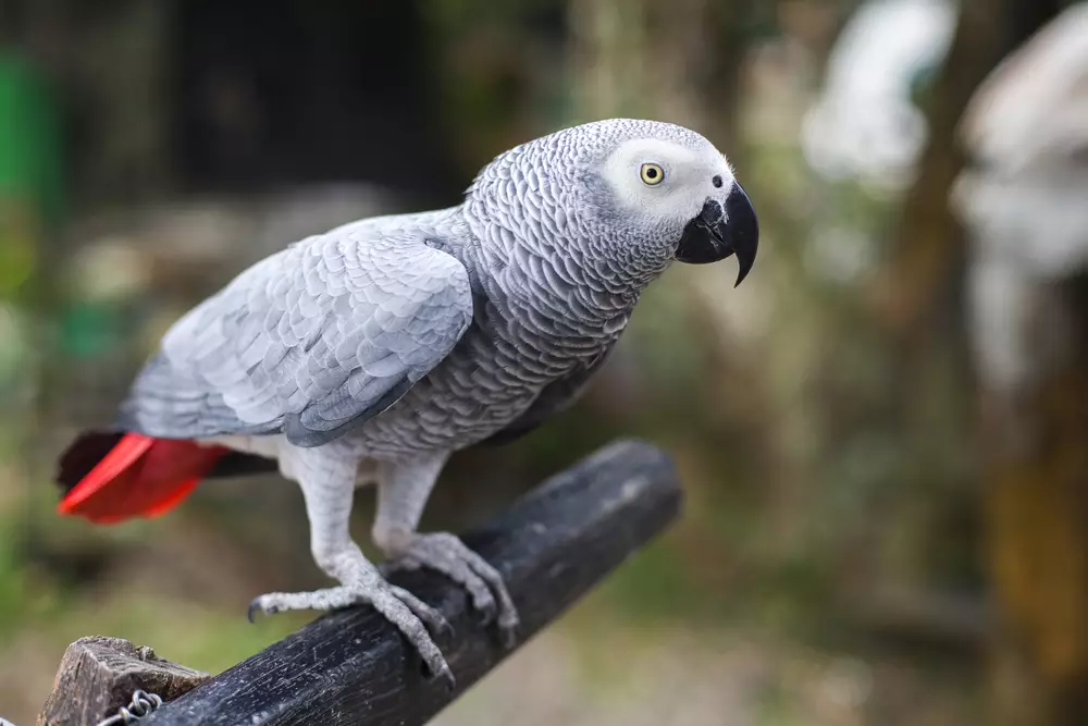 parrot sits on a perch