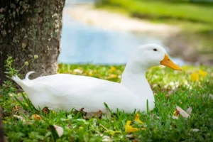 pekin duck sitting