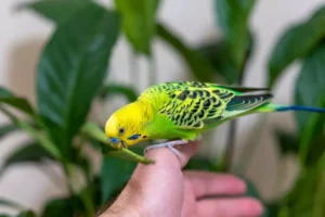 pet bird sits on a green branch