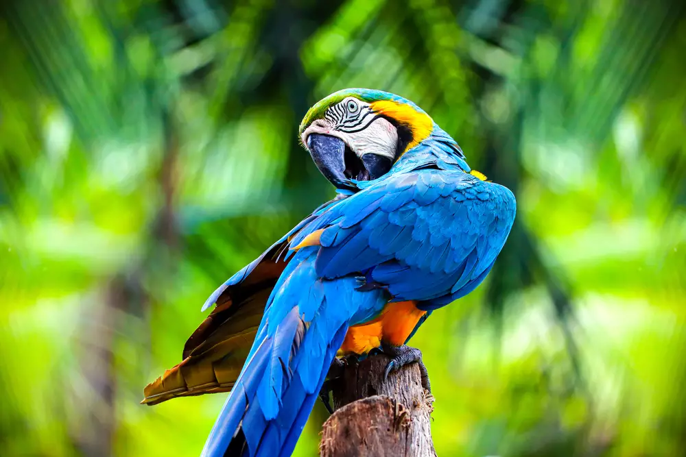 portrait of colorful blue and yellow macaw