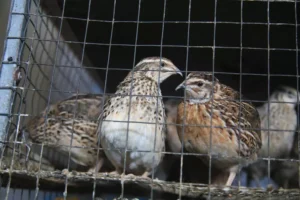 quail bird in a cage