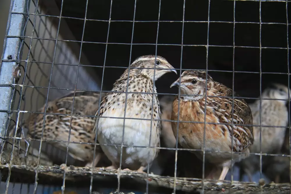 quail bird in a cage