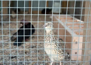 quail in a cage