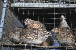 quail in cage