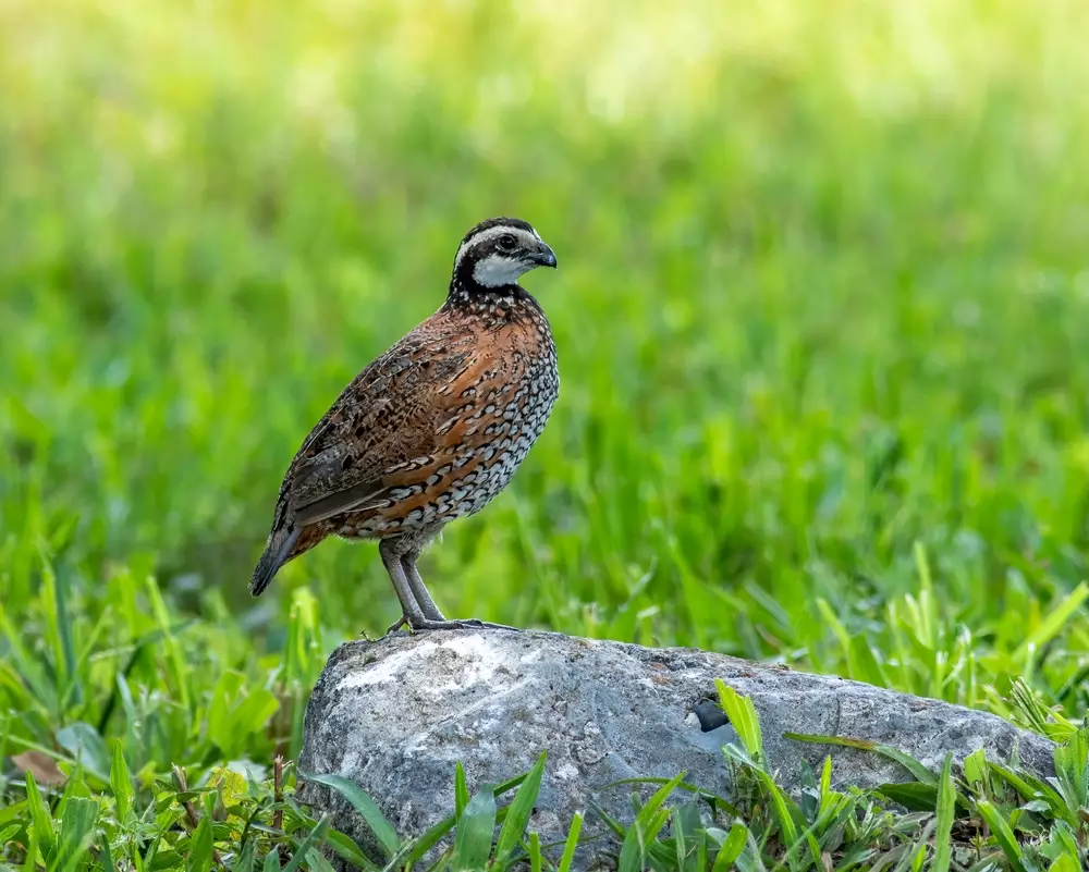 quail perches