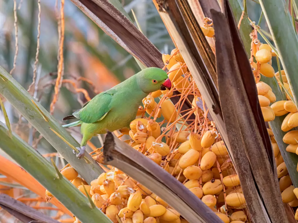 ring-necked parakeet