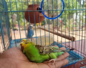 sick and dying sad female pet budgie