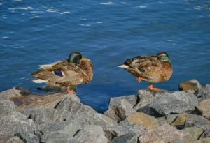 sleeping Mallard duck