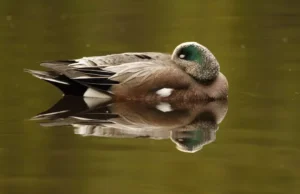 sleeping male mallard duck