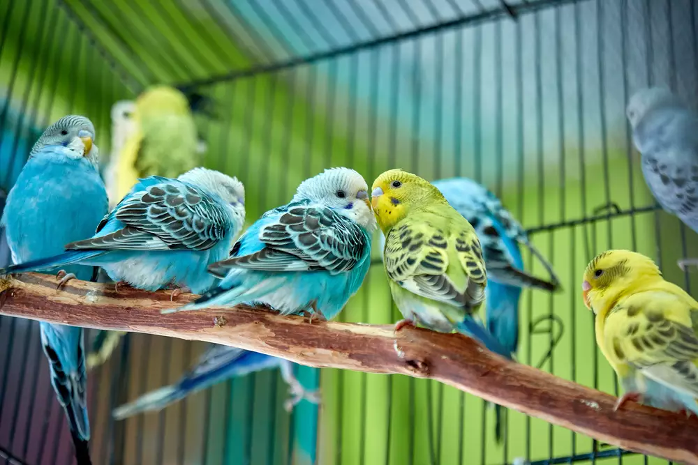 small colorful caged birds