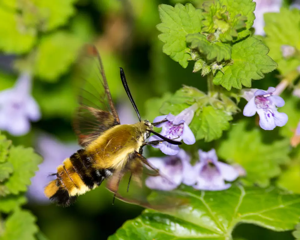 snowberry clearwing moth feeds