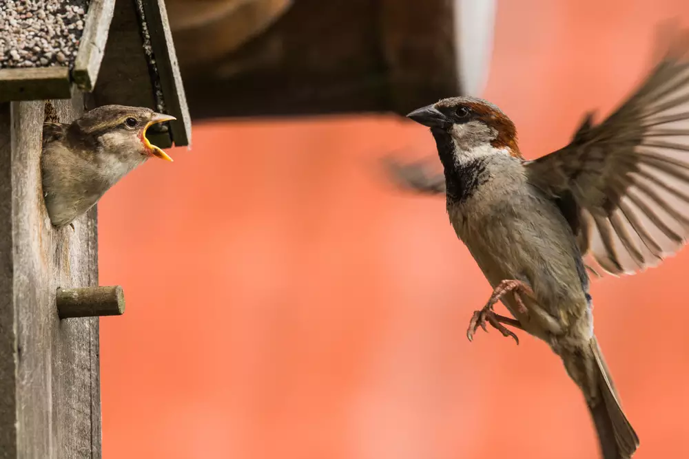 sparrow at nesting box feeding