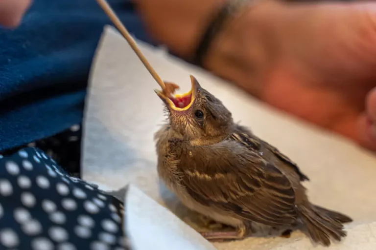 sparrow is fed by hand