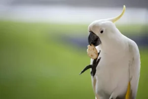 sulphur crested cockatoo eating a cracker
