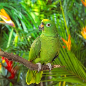 talkative green parrot