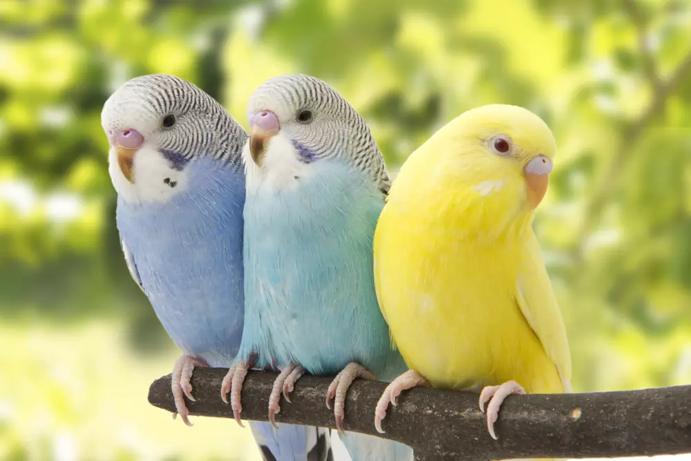 three budgies are in the roost