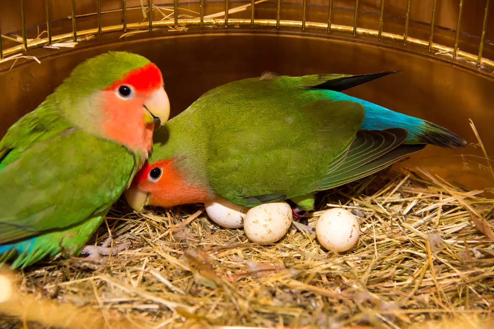 two beautiful green parrots lovebirds