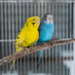 two budgie