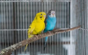 two budgie