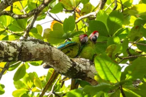 two green macaws playing in trees