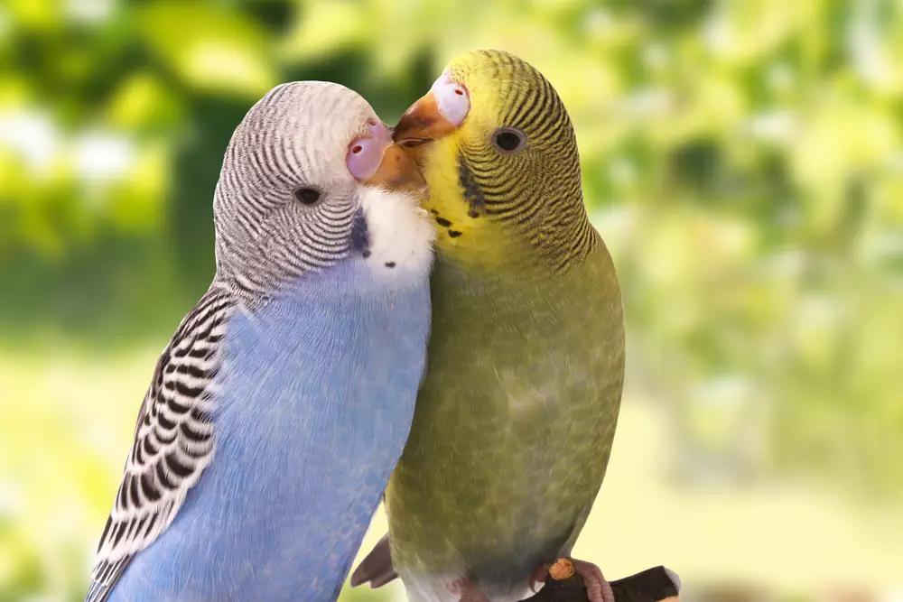 two young parrot