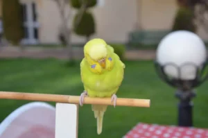 Budgie in the wild