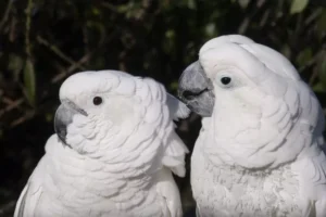 umbrella cockatoo