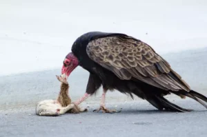 Turkey vulture eating a carrion