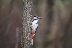 backed woodpecker