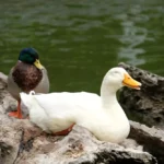 white duck is happy