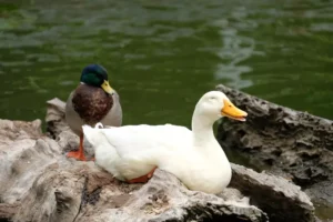 white duck is happy