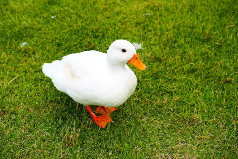 white duck on the field