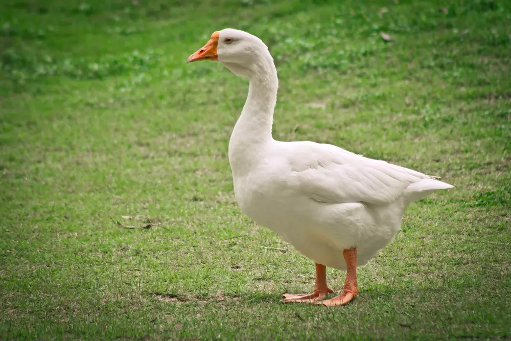 white goose standing
