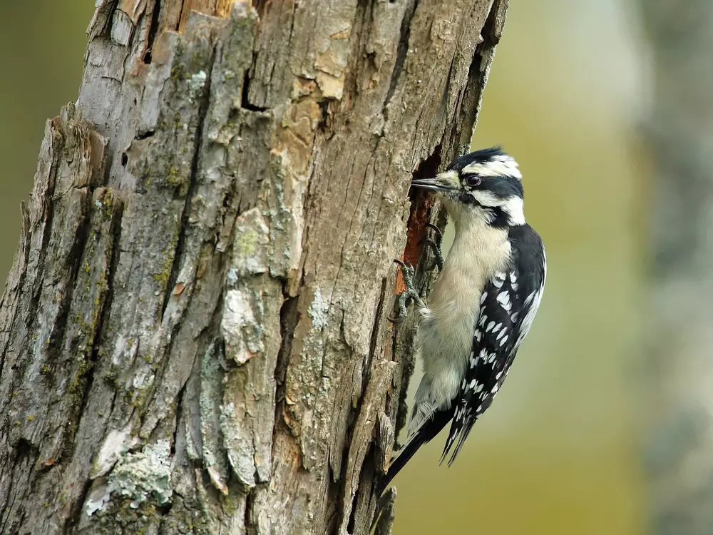 white woodpecker